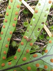 Thylacosceles radians