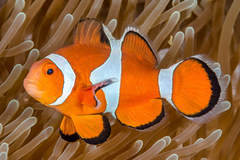 Amphiprion ocellaris