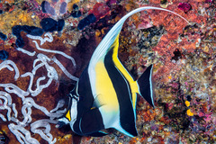 Zanclus cornutus