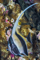 Zanclus cornutus