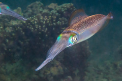 Sepioteuthis lessoniana