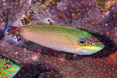 Halichoeres melasmapomus