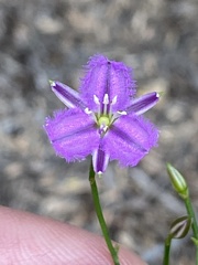 Thysanotus patersonii