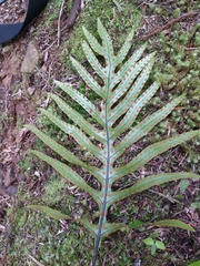 Thylacosceles radians