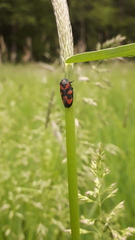 Cercopis vulnerata