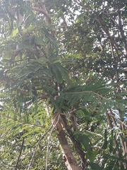 Phyllanthus emblica