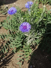 Centaurea cyanus