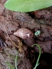 Lissachatina fulica