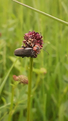 Cantharis fusca