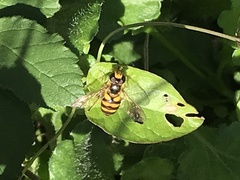 Eupeodes latifasciatus