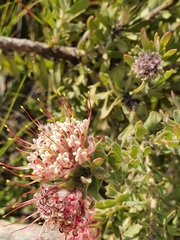 Leucospermum wittebergense