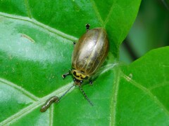 Chrysomeloidea