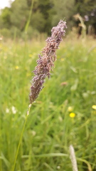 Alopecurus pratensis