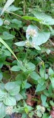 Clinopodium chinense