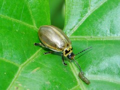 Chrysomeloidea
