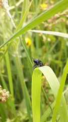 Dioctria atricapilla