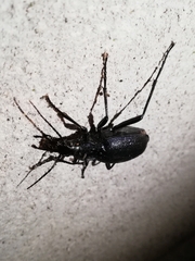 Carabus caelatus