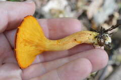 Omphalotus olearius