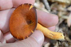Omphalotus olearius