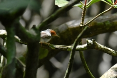Orthotomus ruficeps