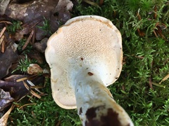 Hydnum repandum