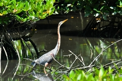 Ardea purpurea