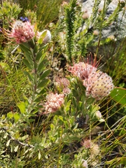 Leucospermum wittebergense