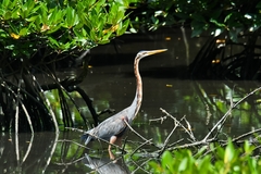 Ardea purpurea