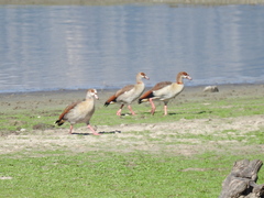 Alopochen aegyptiaca