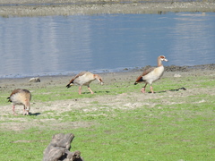 Alopochen aegyptiaca