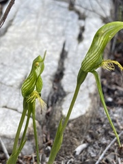 Pterostylis turfosa