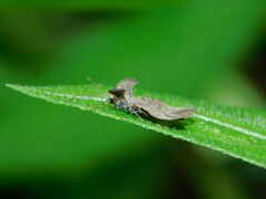 Tingidae