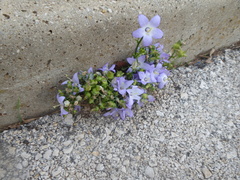 Campanula pyramidalis