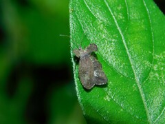 Tingidae