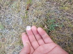 Silene linnaeana