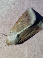 Helicoverpa punctigera