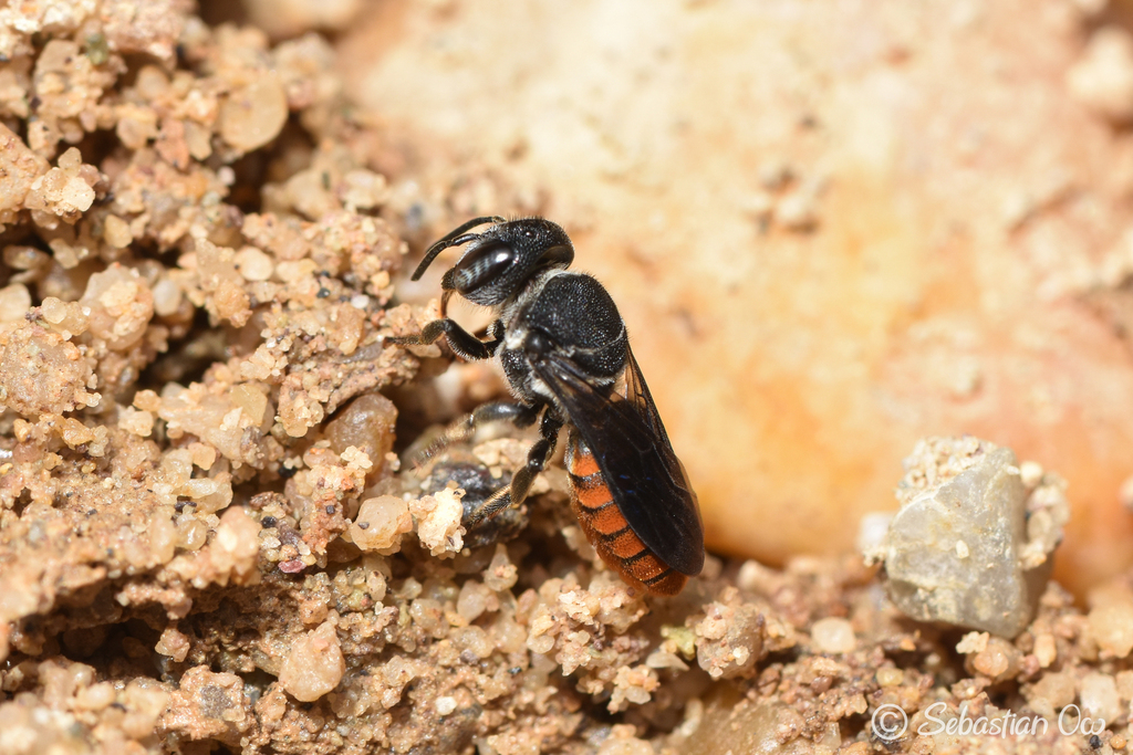 Fiery Resin Bee