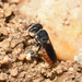 Megachile stulta - Photo (c) Sebastian Ow, algunos derechos reservados (CC BY-NC), subido por Sebastian Ow