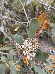 Hakea pandanicarpa