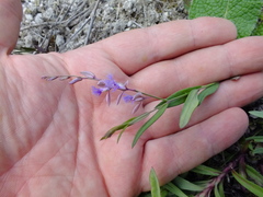 Polygala sibirica