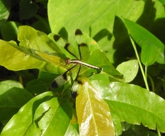 Neurothemis tullia