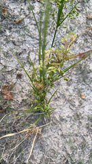 Cyperus virens
