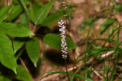 Liriope