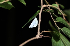 Hestina assimilis