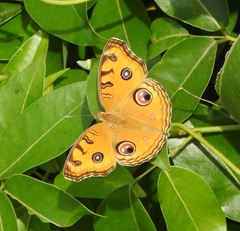 Junonia almana