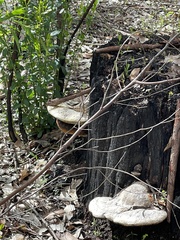 Laetiporus portentosus