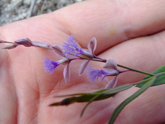 Polygala sibirica