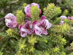 Myrtoideae