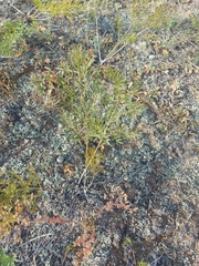 Pulsatilla turczaninovii