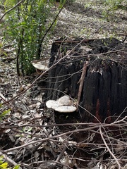 Laetiporus portentosus